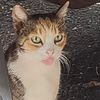 meowypopoki