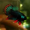 pan_0708