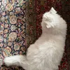 iqxi_i1