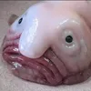 un_blobfish_sur_tiktok