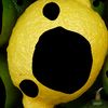 lemonisbetterthanlime