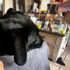 damani_ek