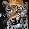 faizafaiza492