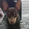 jhouricardo