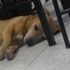 phocco_