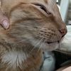 catlover_595