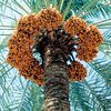 ali_ali_2026