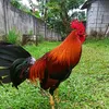 Manok ni Bong