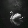 rovil_26