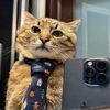 koolcat25