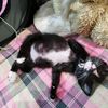 little_cat.cat
