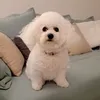 pascalinedeboissieu
