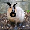 igjkihkakkskgjgnon15