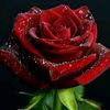 abdulrehman40669