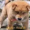 trtrtrtr288