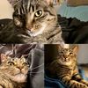 3catsmeow