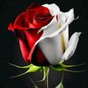 staylish447