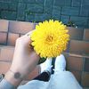 foxina93