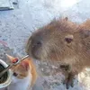 carpinchopiolita