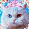 bellatheprincia