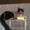 queijoeorato