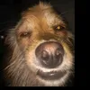 el.noviode_enzo