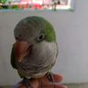lapatrona_pr1