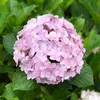 hoa_huong_duong10