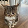 llcvkn0