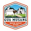 gmboergoatstud