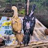 S.M FARM Muko Muko 🐓