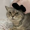 acanlulukumaboy