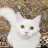 raja.kamran.1122