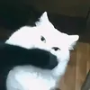 zwhie1