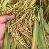 ngochai.8