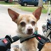 gooddogmotovlog