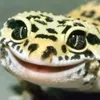 geckozz1