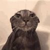 jannis_gme
