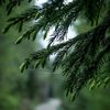 green.forest0