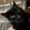 bubblesblackcat