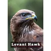 levant_hawk