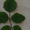 mb_flower1