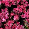 lystar9_6