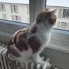 _nesta298