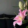 liliannafjr
