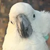 cabelocamomila