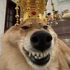 kai.global.ban