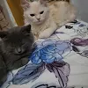 loveduch