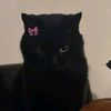 urfavblackcat3