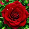 calida_1690